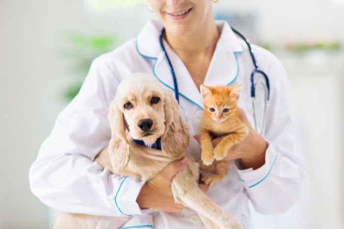 Terapia regenerativa con células madre en animales: la nueva arma secreta de la veterinaria