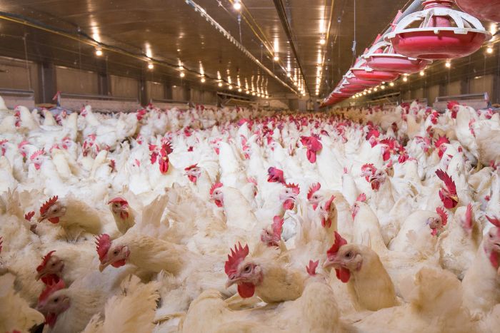 Hipovitaminosis o déficit de vitamina A en aves