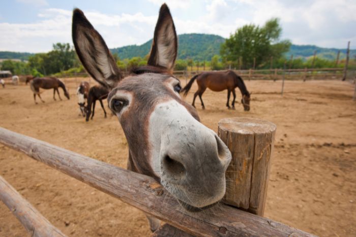 No hay burro calvo, ni calabaza con pelo