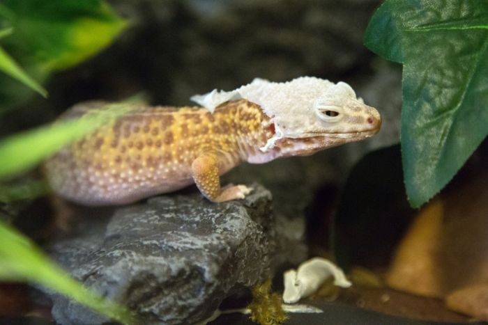 Disecdisis: Problemas de muda en reptiles