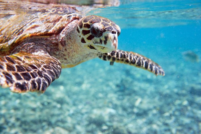 Estos son los cuidados que necesita una tortuga