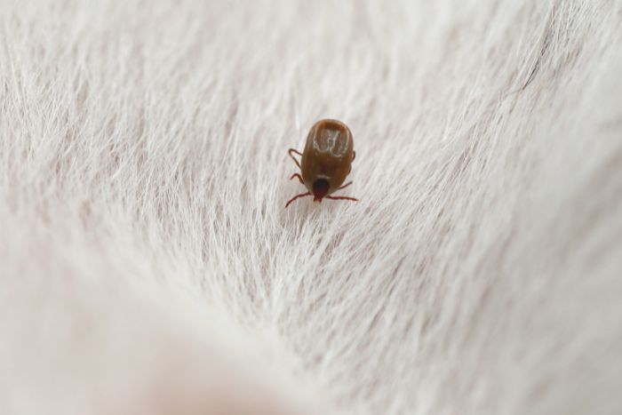 El remedio natural contra las garrapatas que utilizan los osos