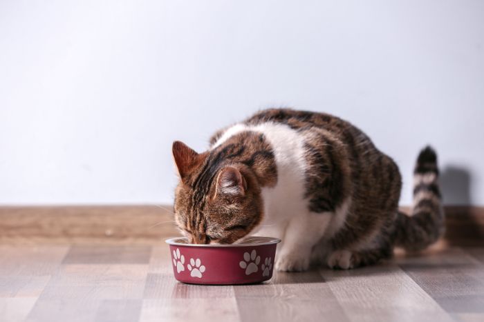 ¿Los gatos pueden comer tomate?