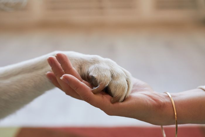 Mascotas antiguas: explorando la conexión humano-animal a través de la Antrozoología