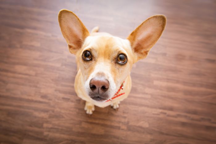 Todo lo que necesitas saber sobre el comportamiento canino
