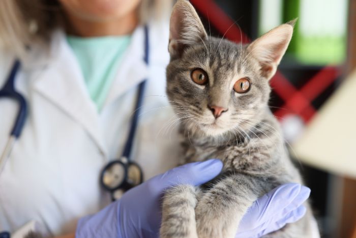 Las 5 enfermedades más frecuentes de los gatos