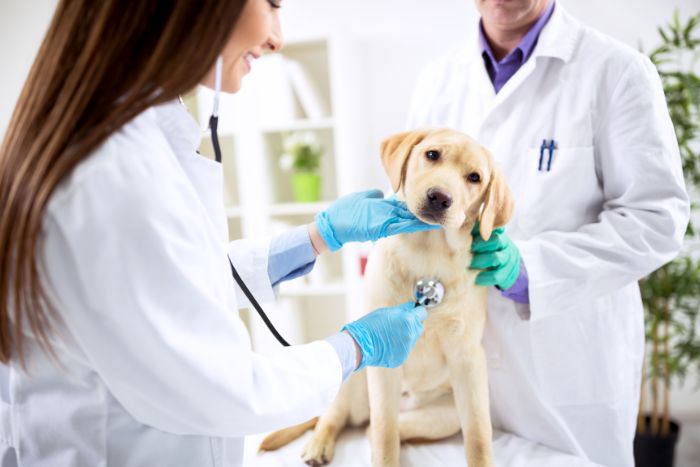 Estas son las dolencias y enfermedades más comunes de los perros