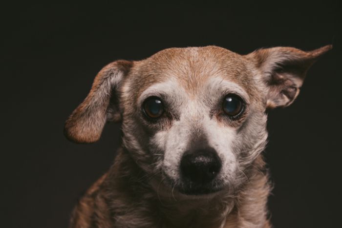 8 problemas de salud comunes en los perros mayores