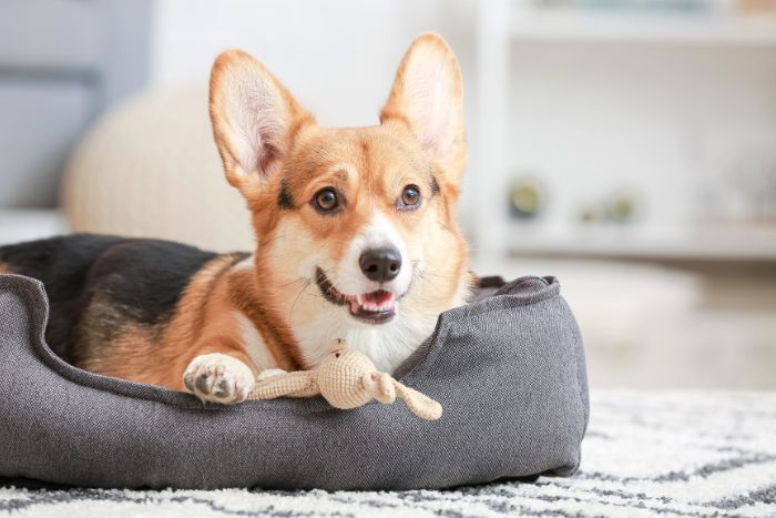 ¿Cada cuánto debes lavar o cambiar las pertenencias de tu mascota?