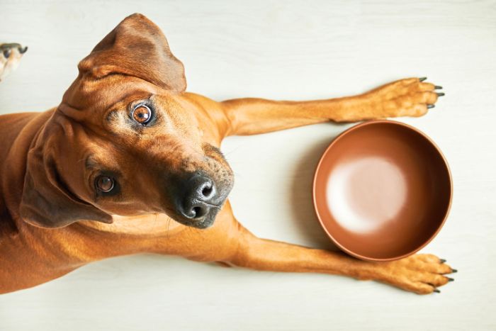 Qué es la alimentación natural y cómo puede beneficiar a tu mascota
