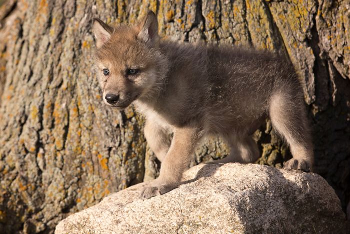 Cuidado de los cachorros de lobos