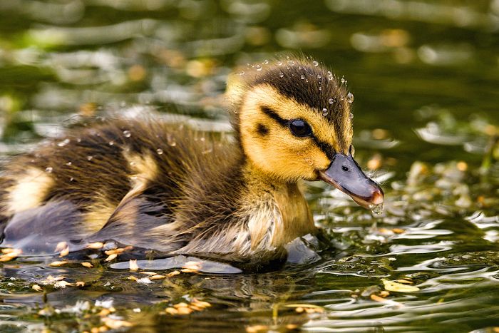 Conoce los cuidados que necesitan tus patos pequeños