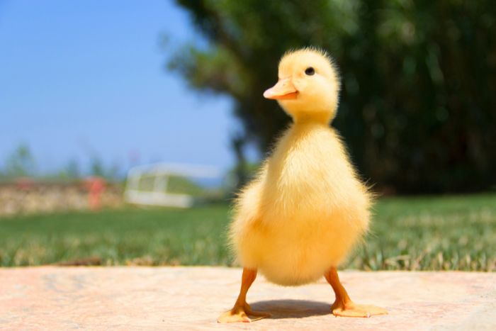 ¿Cómo cuidar un pato?