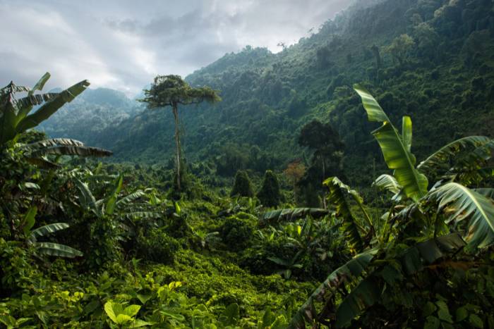 Selva