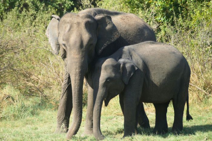 Elefantes bebés: datos, descripción, comportamiento y más