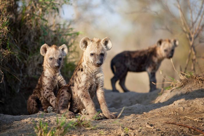 Cuidado de los cachorros de hienas