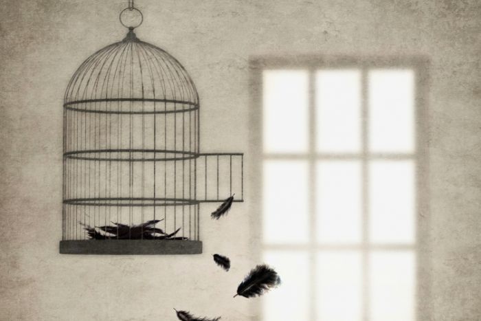 Jaula nueva, pájaro muerto