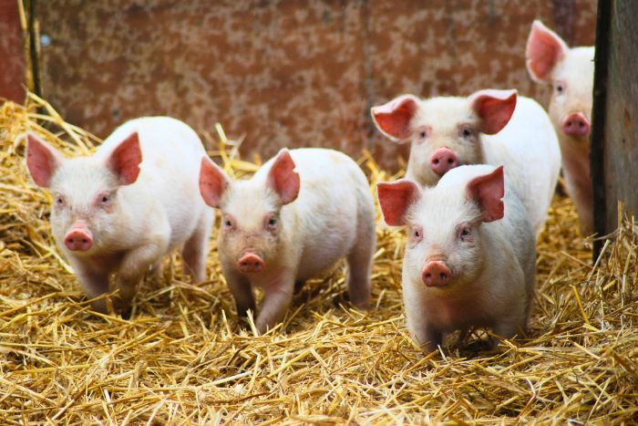 Conoce más sobre el cuidado de los lechones