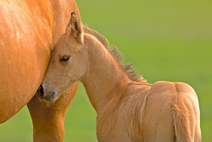 Cuidados Básicos para un Potrillo: Garantizando su Salud y Bienestar
